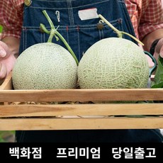 [특등급선별] 멜론 4kg MELON 멜론가격 포포열매 세지메론 메론 머스크멜론 양구메론 메론가격 곡성메론 하미과메론 매론 멜론선물 명절과일선물세트 곡성멜론 과일멜론 과일추천