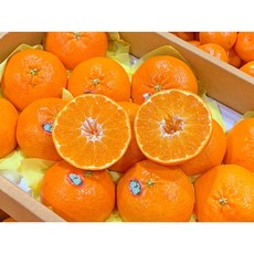 허니삼구 고당도 프리미엄 제주 레드향 3KG, 1박스, 3kg(8-12과)