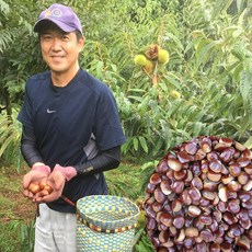 2022년 공주 햇밤 첫 출하 대자(2번) 알밤 맛있는 햇밤, 공주햇밤 (대) 4kg