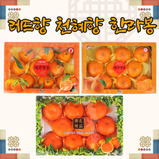 제주 한라봉 레드향 천혜향 감귤 귤 노지감귤 3kg 5kg, 5.제주감귤 5kg L사이즈