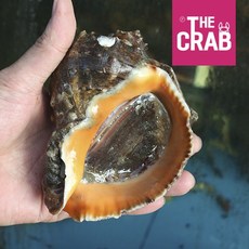 제철 자연산 생물 참소라, 1개, 소소 1kg (20마리전후)