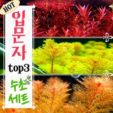[미초 서비스증정] 초보도 키우기 쉬운 입문자 수초 세트 (총 14촉) + 서비스 증정 / 구피 수초 / 수초 세트 / 치어 수초
