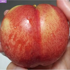 [나무판매] 자연농원 신비복숭아 신선복숭아 천도복숭아 나무 묘목 최소구매2주, 조생천도상묘