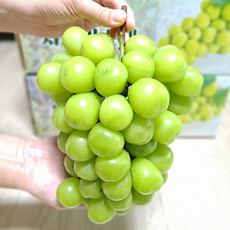 GAP인증 고당도 샤인머스켓 프리미엄등급 2kg(2-3수) 4kg(4~6수) 선물용, 프리미엄 샤인머스켓 2kg (2-3수)