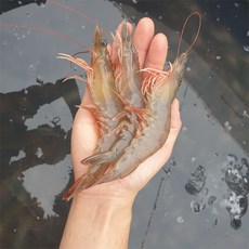 파도수산 산지직송 국내산 새우 1kg 급냉, 국내산 새우: 1kg 45~55미 내외