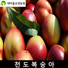 천도복숭아나무 천도복숭아나무묘목 복숭아나무묘목 꽃나무 조경수 과일나무, 1개