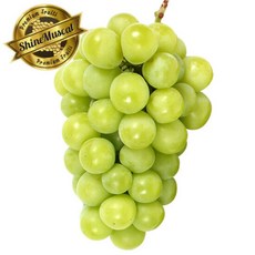 샤인머스켓 2kg (박스당 3-4수 / 개당중량 500g 이상), 단품
