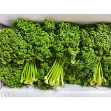 국내산 생파슬리 300g 600g 1kg 오일만주스 키트( 파슬리 300g + 레몬5개) 파세리, 파슬리300g