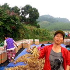 가족인삼 난발삼 파삼 수삼 세척삼 금산인삼 삼계탕재료 산지직송 500g, 작은 콩 난발삼500g (가정용 믹서꿀절임), 비세척