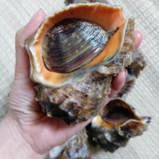 산지직송 제철 자연산 생물 활 참소라 1kg 6-10미