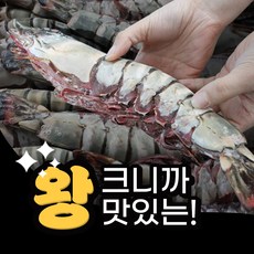 자연산 킹타이거 새우 1마리 최대 400g, P.킹타이거 1미170~229g 28cm내외