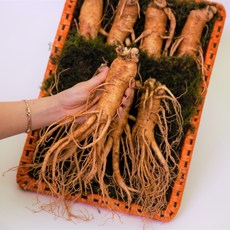 금산인삼장인 명품 6년근 인삼선물세트 수삼 이바지 상견례 추석 설명절 건강, 원수삼 대9뿌리