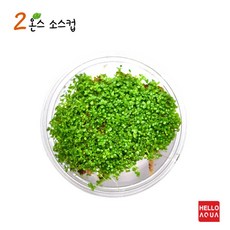 수초-쿠바펄 소스 1컵-낮게 퍼지는 전경용 어항식물/헬로아쿠아
