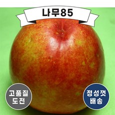 (나무85) 천도복숭아 R3