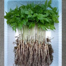 한우물농원 새싹삼 GAP인증 새싹인삼 산지직송, 미니 30뿌리, 1박스