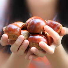 [런칭기념]공주알밤 알밤 생율 햇밤 맛밤 정안, [런칭기념]공주알밤 특(칼집x) 1kg
