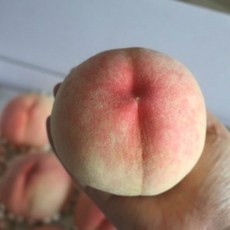 [나무판매] 자연농원 유명 (딱딱이 백도) 복숭아 묘목 최소구매2개, 유명(딱딱이 백도) 상묘