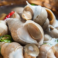 [산지직송] 살아있는 백골뱅이 1kg 당일조업 생물 백고동 자연산, 백골뱅이 (급랭) 1kg - 소(40미~50미), 1개
