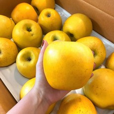 냥냥이네 황금사과 시나노골드 3kg 5kg 10kg 부사 감홍 엔비사과 경북 문경 안동 영주 거창 장수 고당도, 정품, 중대과 (13~15과), 1개