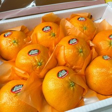 제주도 레드향 선물용 가정용 3kg 5kg 10kg 고당도 제주 감귤 명절 설 선물세트, 3kg (선물세트 12과수내외 )