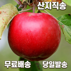 농부파파 산지직송 경북 고당도 달콤한 꿀사과 햇사과 부사 정품 선물용 제수용 최고급 5kg 10kg, (주스) 사과즙 1박스(50포)