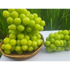 [과일누리]산지직송 싱싱가정용(고당도보장) 망고포도 샤인머스켓 선물 2k 4k