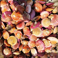 통영 홍가리비, 5kg
