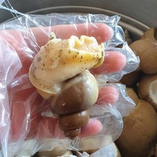 포항 구룡포 산지직송 100% 품질과 수율을 보장하는 자연산 백고동, 백고동 소 1kg (50미 내외)