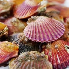 품질보장 청정 통영 홍 가리비 1kg 2kg 생물 24미-28미, 홍가리비1kg