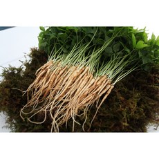 아이니 새싹삼 소 100 뿌리 (15~20cm) [선물포장 가능], 1box, 일반포장