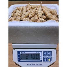 골뱅이형 생 초석잠 1kg(특대), 1개