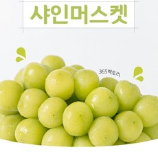 당도가 살아있는 산지직송 수출용 특품 가정용 고당도 샤인머스켓 청포도 망고포도 샤인 머스켓, 가정 적합, 샤인 머스켓 1kg 가정용 2~3수