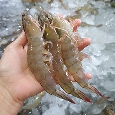 23년 출하 산지직송 신안 냉동 급랭새우 1kg, 1kg (26-35미), 1개