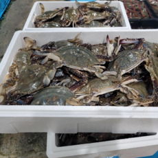 산지직송 연평도 꽃게 급냉 알배기 암꽃게 숫꽃게 국산 냉동꽃게 생물 톱밥 절단 활꽃게, 연평도 숫꽃게 소1kg