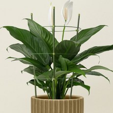 식물 지지대 화초 화분 지지봉 고정대 넝쿨 국화 고급, 접이식 화초지지대, (90cm x 4p)