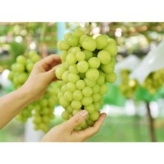 고당도 샤인머스켓 프리미엄 과일선물 인사선물 축하선물 서울청과 가락시장, 샤인머스켓 2kg(특1등급)3~4수