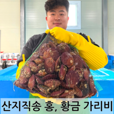 남해안 청정해역 통영 당일조업 산지직송 생물 명품 홍가리비 황금가리비, 황금 가리비 2kg (60-50미)