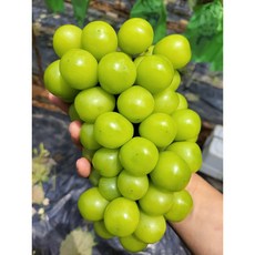 경북 상주 수출용 프리미엄 샤인머스켓, 프리미엄수출용선물세트4kg(4수), 포장