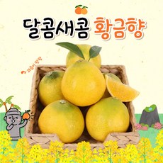 제주 황금향 꿀당도 신선함 그대로 2.6kg 4.5kg 추석선물세트, 황금향 선물세트 대과 4.5kg(10~14과)