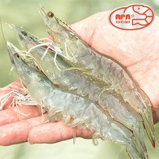 1년내내 당일수확 냉동X 산지직송 무항생제 흰다리새우 대하 친환경 실내양식 생새우 활새우 소금구이, 1kg