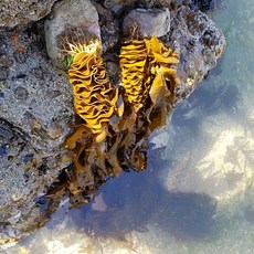 [가덕도미역]자연산 돌미역 어린잎 물미역/진한 국거리용 상큼한 쌈용1kg3kg5kg, 물미역5kg(1kgx5팩)