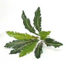 벽면녹화 플랜트월 수직정원 벽걸이화분 녹색 잔디 플라스틱 고사리 식물 인공 꽃 가짜 잎 식물 벽 액세서리 홈 웨딩 장식을위한 단풍 부시, 4-잎사귀