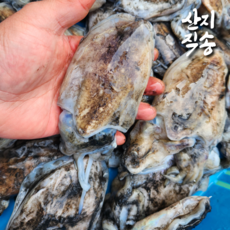 남해안 산지직송 제철 생물 갑오징어 1kg 7-9미 통갑오징어