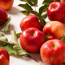 꽃내농원 사과 정선사과 부사 홍로 꿀사과 5kg 10kg, 5kg(18-20과), 1개