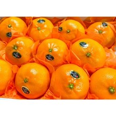 제주 천혜향 고당도 꿀뚝뚝 3kg 5kg 10kg 가정용 선물용, 선물용 천혜향 3kg + 보자기 포장 (대과)