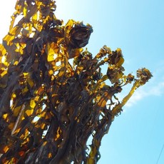 청청해역 흑산도 자연산 돌미역 산모미역 흑산도갯바위미역 흑산도 미역 산지에서 직접, 2개, 140g이상