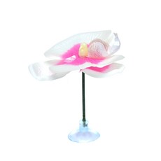 하얀호접란 베타 꽃침대 쉼터 어항장식 겸용가능/헬로아쿠아