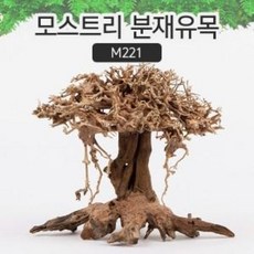 아쿠아시스템 모스트리 분재유목 M (M221)