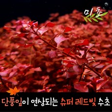 [미초] 루드위지아 슈퍼레드 수초 3촉 / 유경 수초 / 레이아웃 / 어항 수초