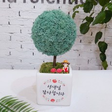 스칸디아모스 어버이날 스승의날 선물 공기정화식물 나무 액자 화분, 모스 빅큐브 선생님 감사 트리-퍼시픽그린